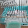 予期せぬことばかりしでかす文鳥達