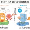 ５０歳からの食事　脳より賢い腸に従え