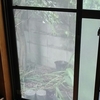 哀愁