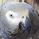 洋鵡の独り言