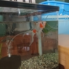 大きな金魚のために水位を上げる