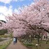 桜行脚第5弾ラストを飾る河口湖　～さくら回廊を行く～