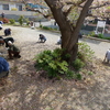 ４月１４日　広場の草取りと新年度世話人への引き継ぎを行いました
