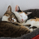 siomimiのブログ