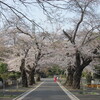 ３．２７．（水・晴れ）開花宣言。今年はダメだ・・。先にやられた！