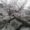 花見　千鳥ヶ淵・上野公園－cherry blossom viewing  Chidorigahuchi and Ueno Park (Mar.2019-No.14）