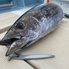 久米島ビンチョウマグロ料理