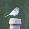 小春日和の野鳥たち