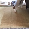 猫さんのおもちゃ。試作品（雑‥( *´艸｀)