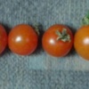 水耕栽培ミニトマト　今晩は４つ収穫できました。