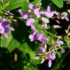 秋の彼岸入り～野の花と実