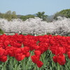 桜とチューリップ　京都府立植物園