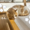 今年初の床暖つけました。