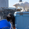 天草諸島のねこさん
