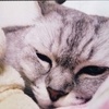 ”願い事を叶えるおまじない”をした結果‥‥‥