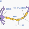 子どもの脳を育てる食事（栄養）。トランス脂肪酸は脳を壊す！