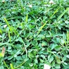 クラピアって本当に雑草生えない？10年育ててわかった真実