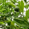 雨雫まで青青と夏蜜柑（あ）