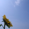 日傘のある生活
