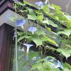 一日一度は庭の花見