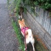 バトル