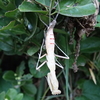 ハラビロカマキリの脱皮