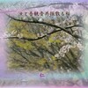 フォト瘋癲老仁妄句『　汝と吾観音共振散る桜　』ｘｚｘ２４０１