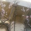 梅の花が咲いて