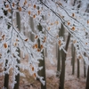 梅の花それとも見えず降る雪の･･･巻第10-2344～2346