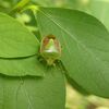 大量発生の嫌われ者カメムシ