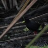 アフリカクロクイナ(Black Crake)など