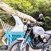 <知多半島南知多町>⑲新鮮で活きが良い？車海老のモニュメント