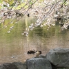 見沼の野鳥・3