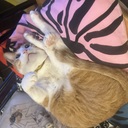 日々是猫日
