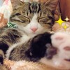 握手して しんぜよう🐾