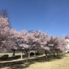 季節の便り：まだ満開の桜 [No.2021-S009]
