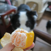 秋の味覚（１）