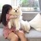 【独り言】イマジナリーパトラッシュまたはサモエドか秋田犬をモフモフしたい（モフモフしたい）