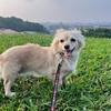 2025年7月10日🐾 今日のマヤ暦