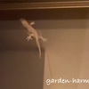 今年も家の守り神（ヤモリ）に、会えました