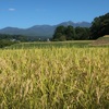 蓼科の秋深まり、稲の刈り入れの時期です。