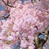 【台東区】　谷根千散歩で谷中の桜