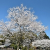今年の桜❀は駆け足で・・・❀❀❀