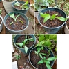 エキウムの定植：種まき37日目／1ヶ月と6日目