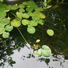 ひょうたん池の水がさらに澄んだ