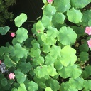 きざしノート