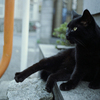 お寺の黒猫