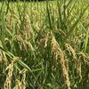 天気よし、あきたこまち刈り取り