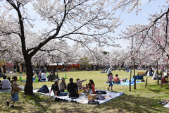 満開後初の休日にぎわう　上越市の高田城址公園観桜会　会期は14日まで