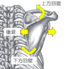 腰痛予防のために重要な胸椎と肩甲骨